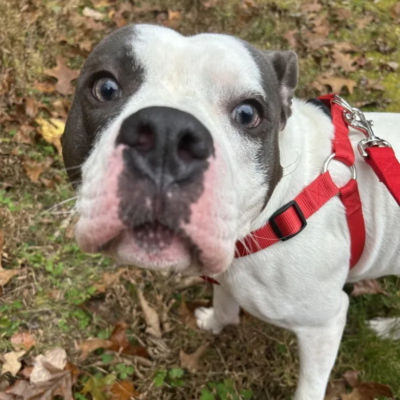 Buddy Boy thumbnail 5