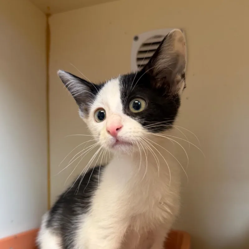A baby small-sized male Black Domestic Short Hair cat named Galaxy for adoption in South Elgin, IL