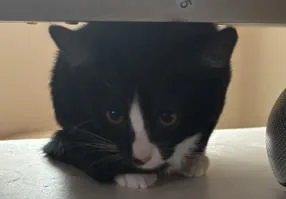 A baby small-sized male Domestic Short Hair cat named Zev for adoption in Fairfax, VA