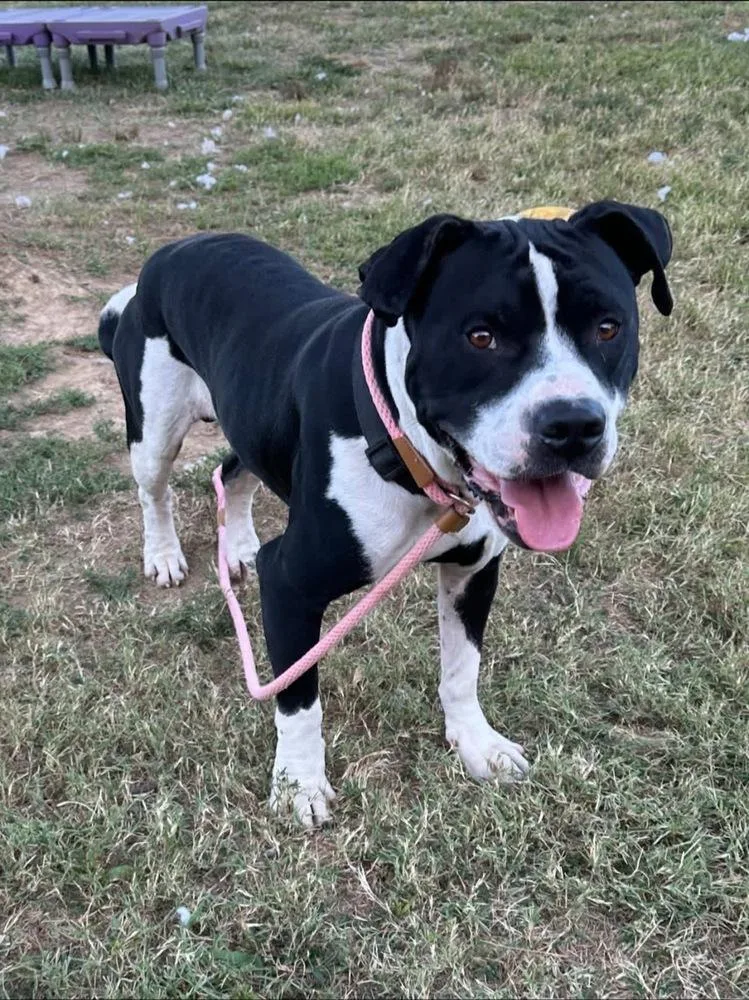 Gunner "sampson" thumbnail 2