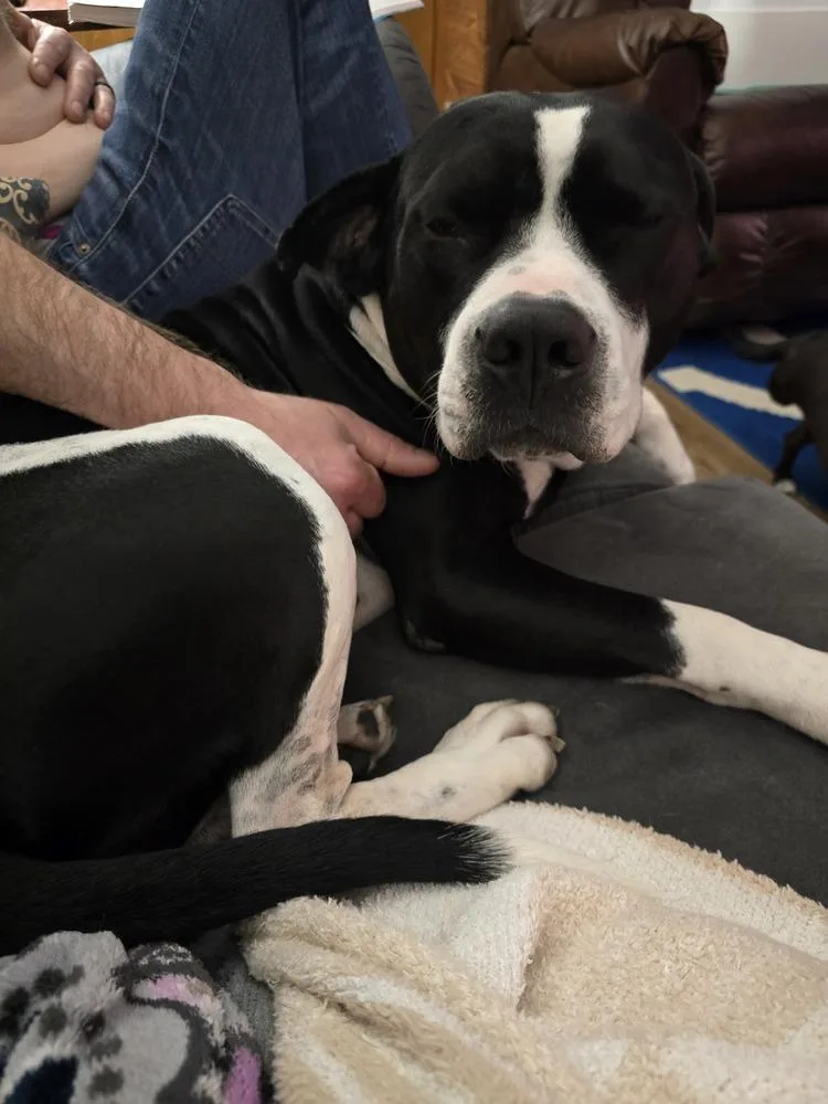 Gunner "sampson" thumbnail 4