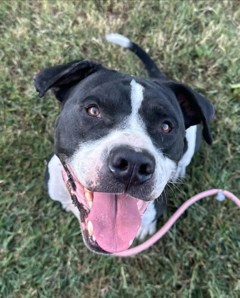 Gunner "sampson" thumbnail 5