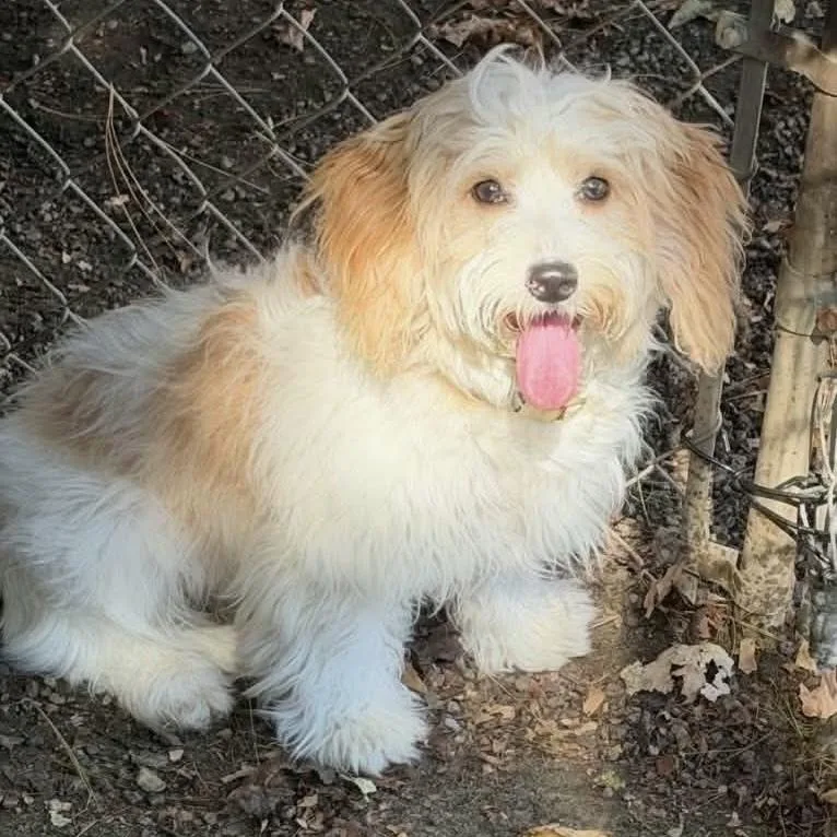 A young medium-sized female Bichon Frise dog named Willow for adoption in Groveland, MA