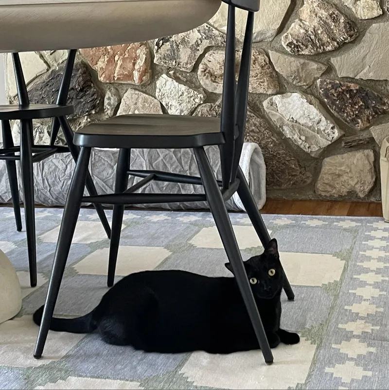 An adult medium-sized female Black Domestic Short Hair cat named Darby for adoption in Los Angeles, CA