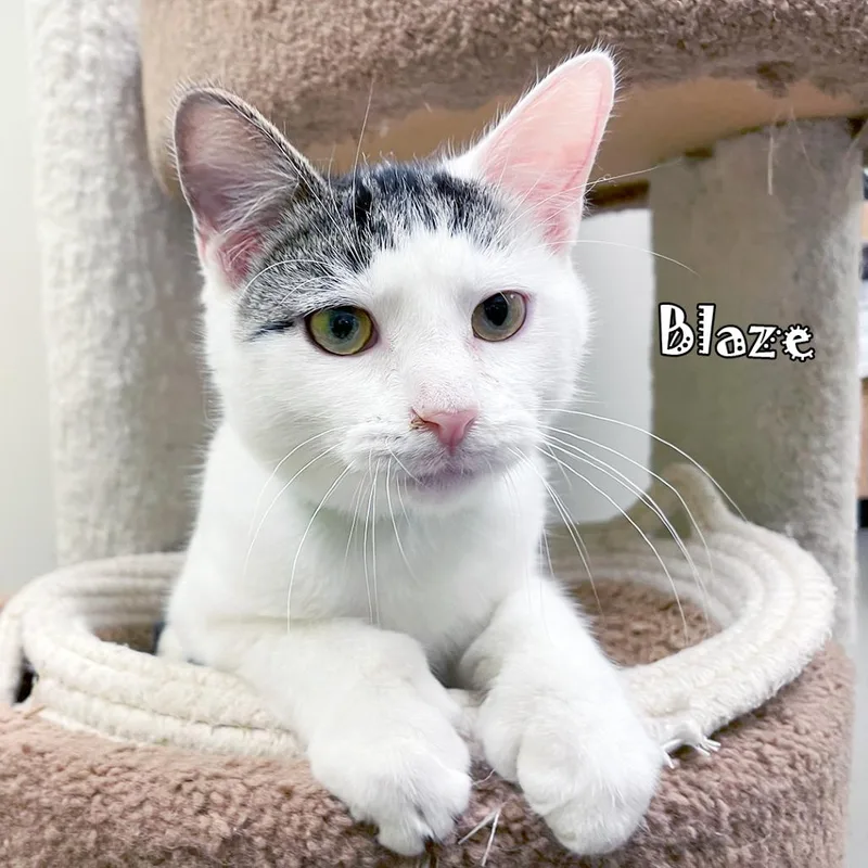 Blaze ~bonded With Sparky