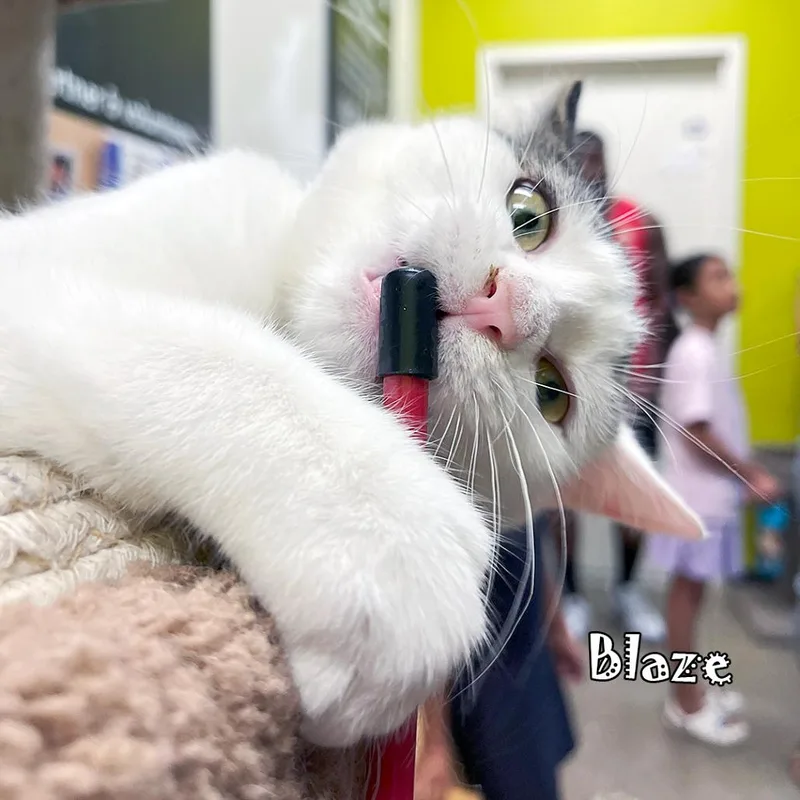 Blaze ~bonded With Sparky thumbnail 3