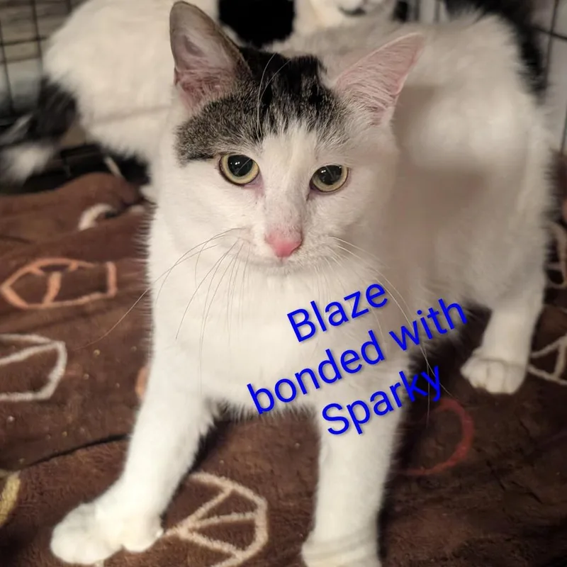 Blaze ~bonded With Sparky thumbnail 4