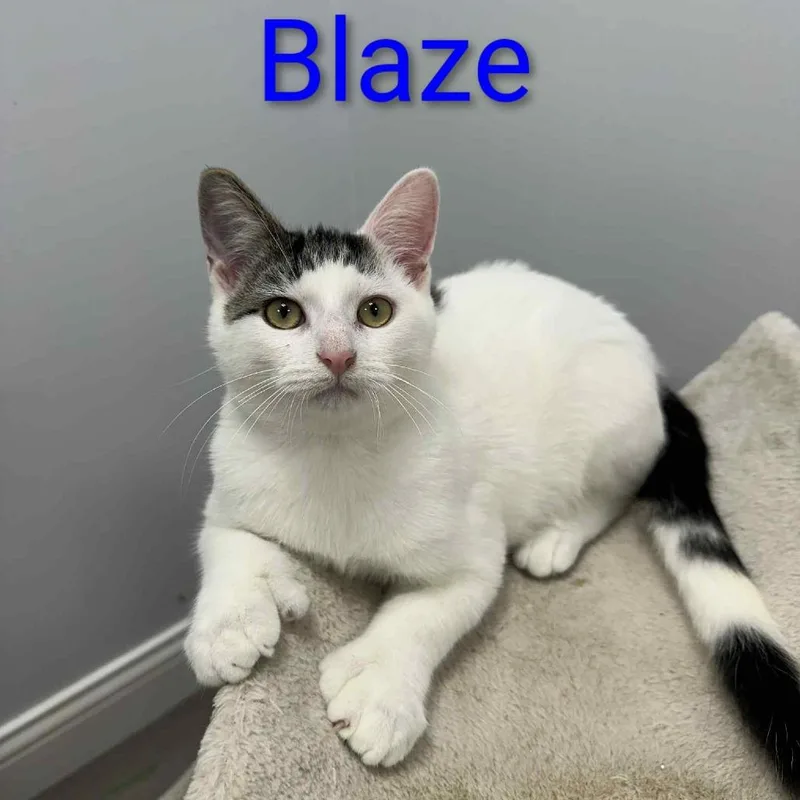 Blaze ~bonded With Sparky thumbnail 5