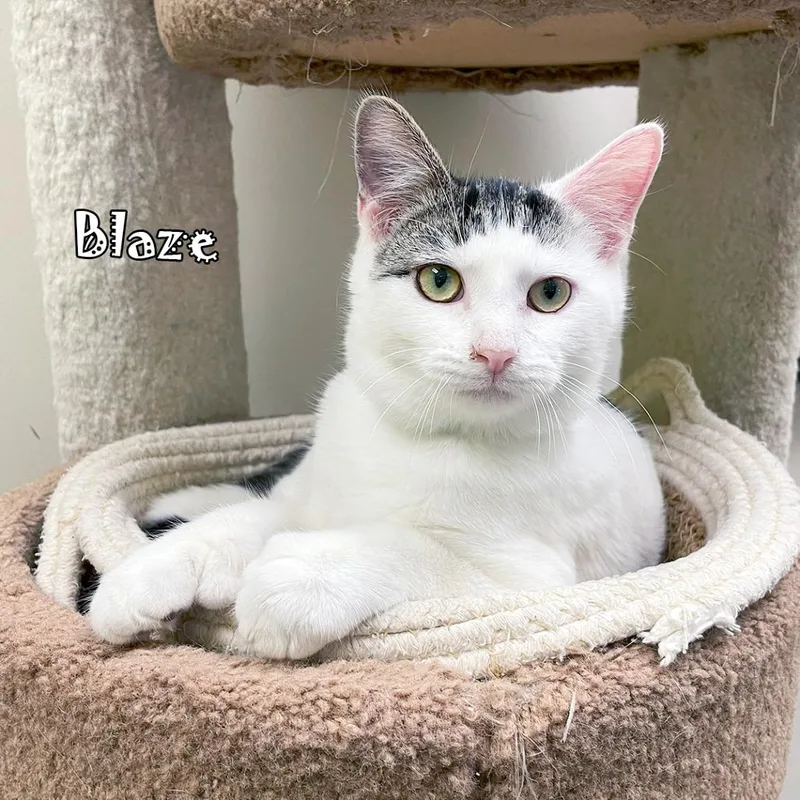 Blaze ~bonded With Sparky thumbnail 6