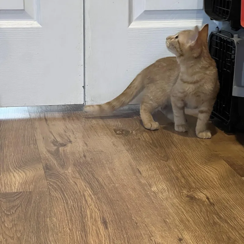 A young medium-sized female Tabby (Orange / Red) Domestic Short Hair cat named Nacho for adoption in Louisville, KY