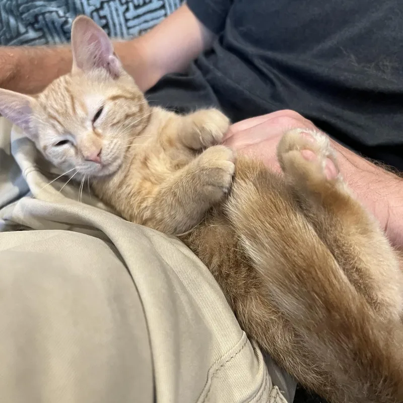 Nacho thumbnail 2