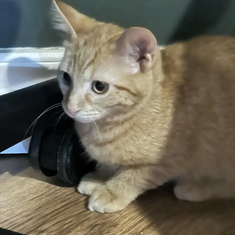 Nacho thumbnail 3