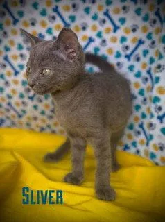 A young medium-sized male Domestic Short Hair cat named Sliver for adoption in Pleasanton, TX