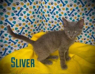 Sliver thumbnail 2