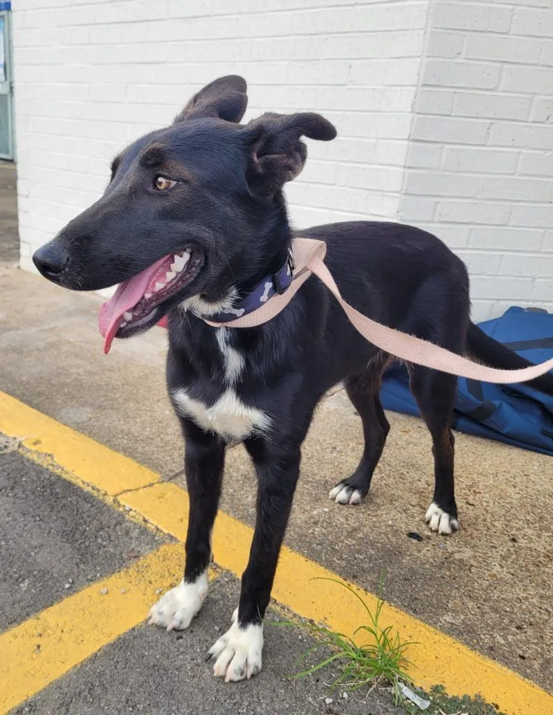A baby large-sized female Mixed Breed dog named Beauty for adoption in Lawrenceburg, TN