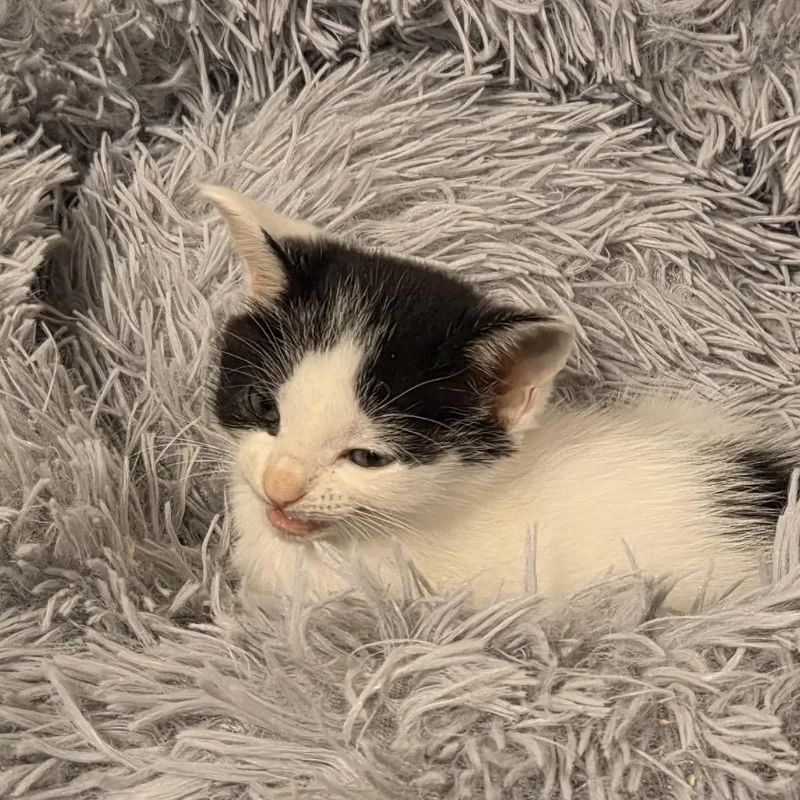 A baby small-sized female Domestic Short Hair cat named Tiara for adoption in Cumming, GA