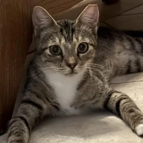 A baby small-sized female Domestic Short Hair cat named Dove for adoption in Tampa, FL