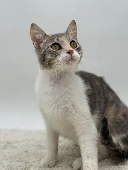 An adult medium-sized female Domestic Short Hair cat named Rugrat for adoption in Bowling Green, KY