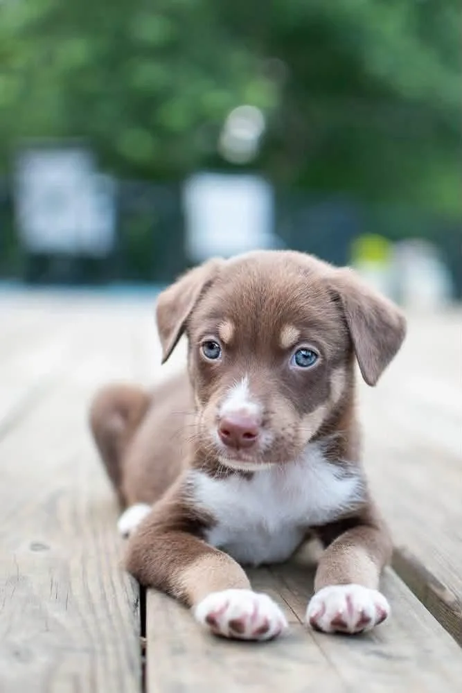 A baby medium-sized male Husky dog named Dain for adoption in Germantown, OH
