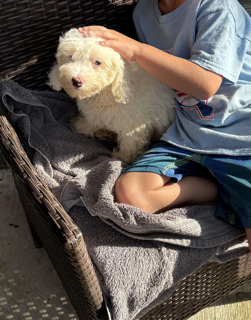 A baby small-sized male White / Cream Bichon Frise dog named BichonMaltese puppy for adoption in Rowlett, TX