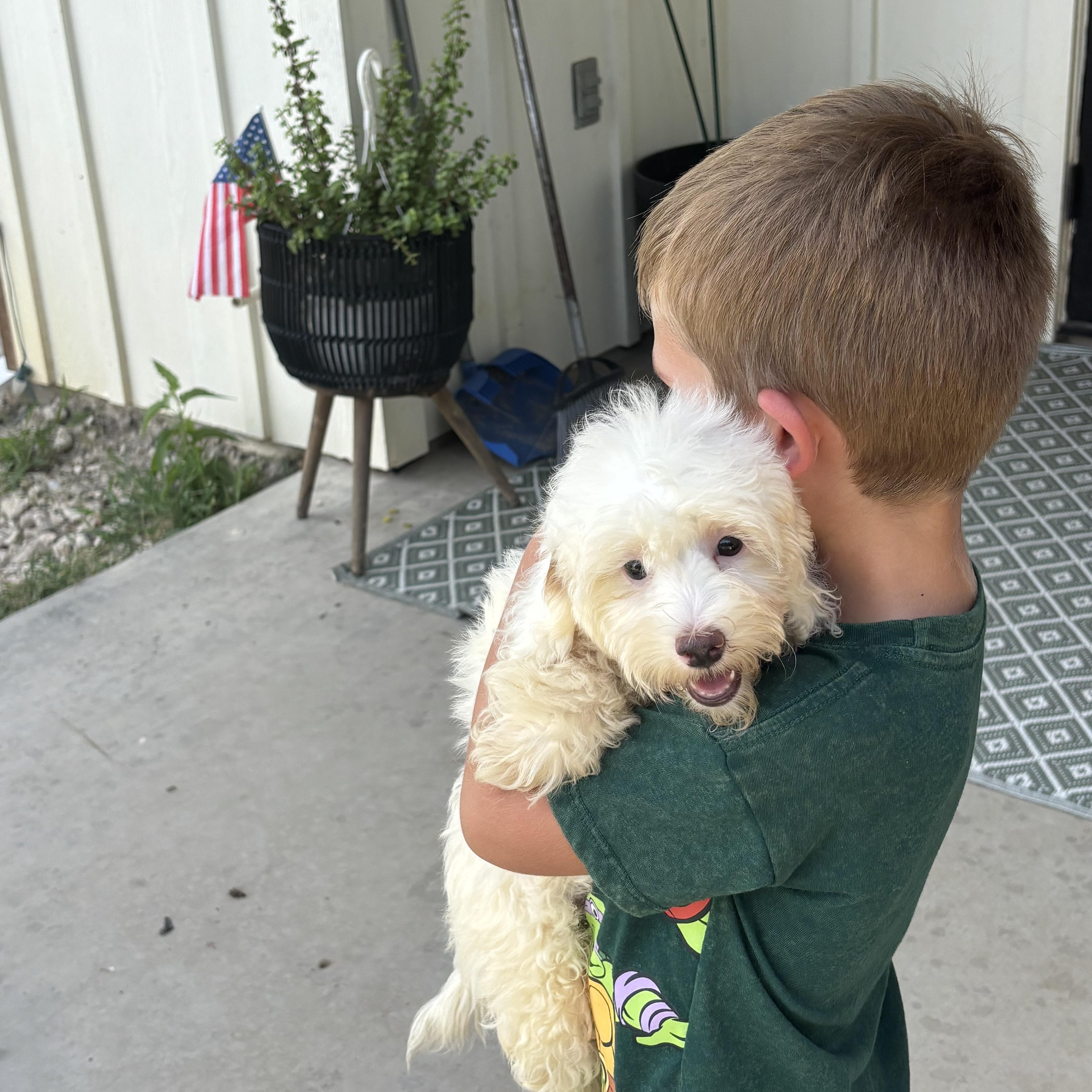 BichonMaltese puppy thumbnail 3