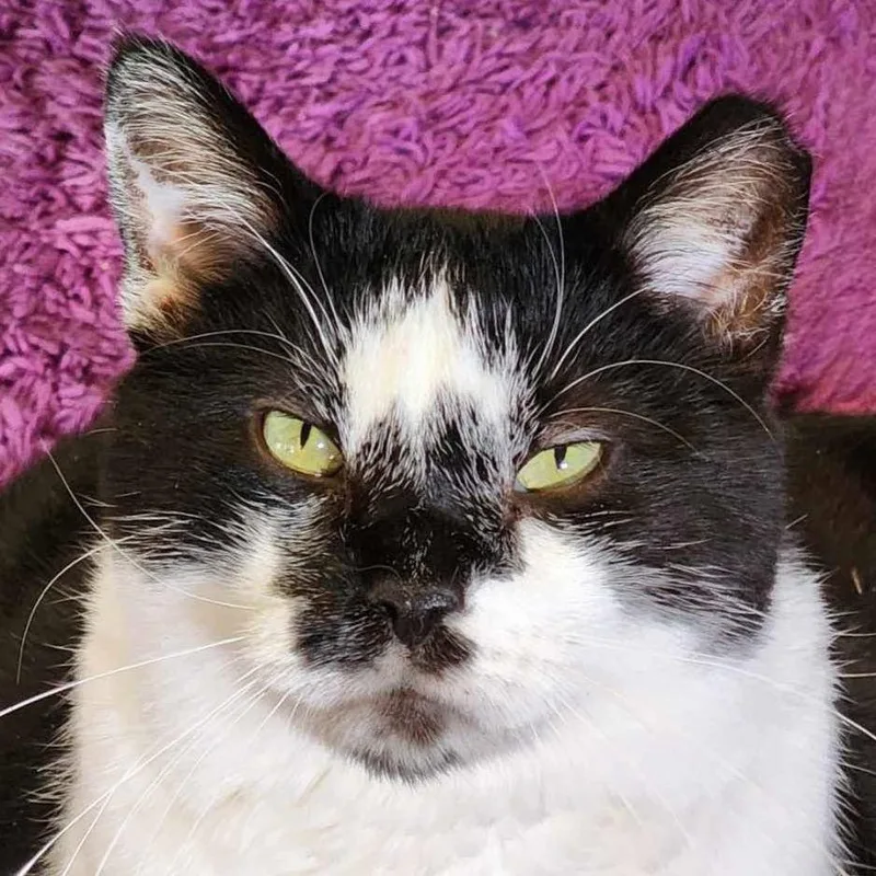 Montgomery Burns thumbnail 5