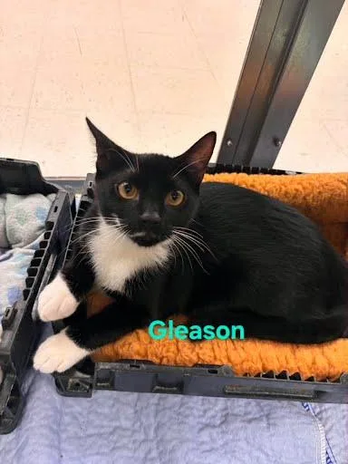 A baby large-sized male Domestic Short Hair cat named Gleason for adoption in Metairie, LA