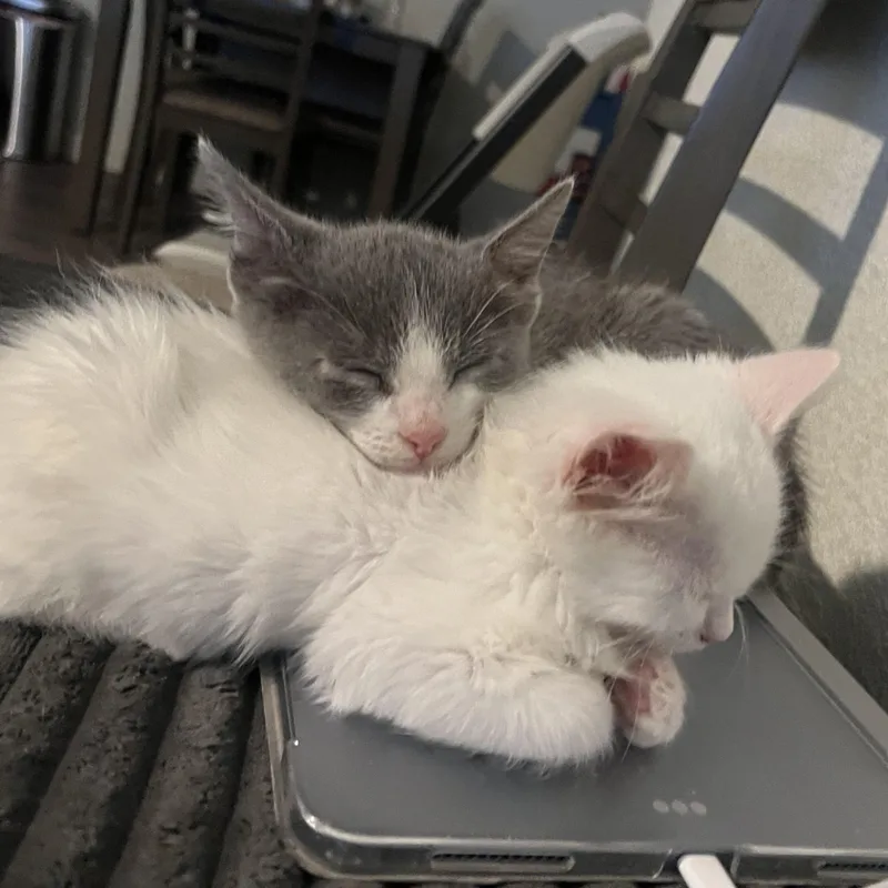 A baby medium-sized female White Domestic Short Hair cat named Trefoil for adoption in Davis, CA