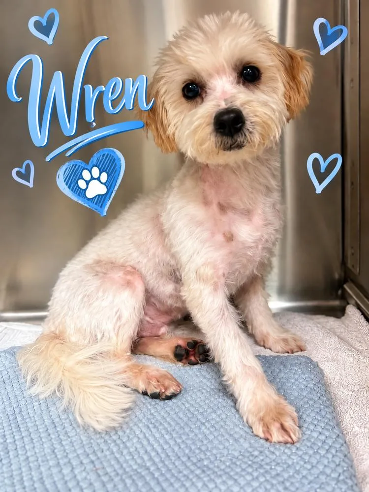 A young small-sized male White / Cream Maltese dog named Wren for adoption in San Diego, CA