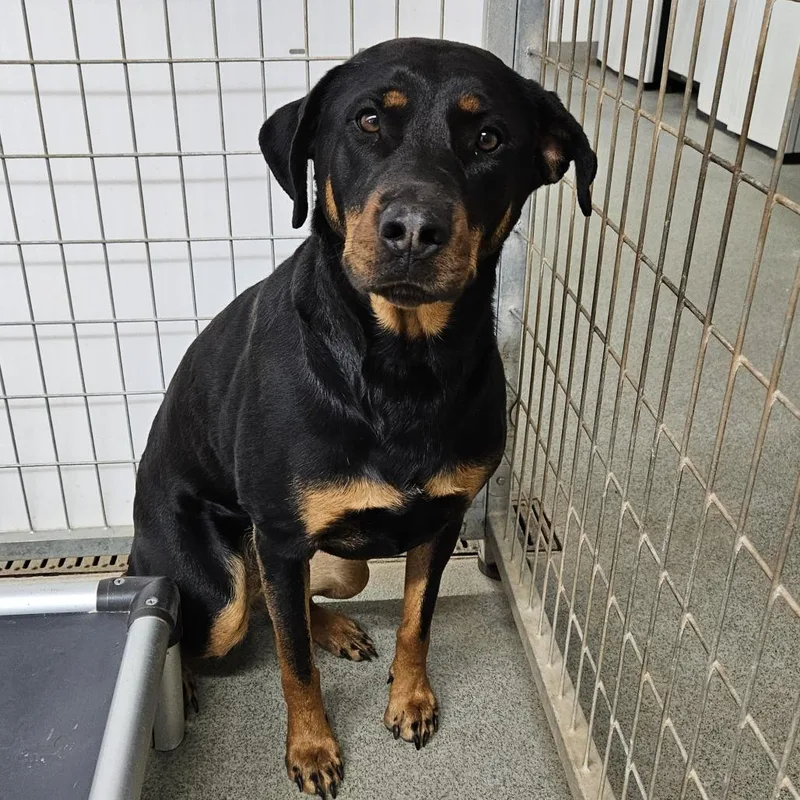 An adult large-sized female Black Rottweiler dog named Remi for adoption in Kingman, KS