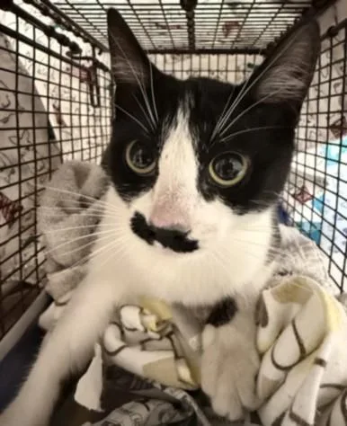 A young medium-sized female Domestic Short Hair cat named Stove for adoption in Chatsworth, CA
