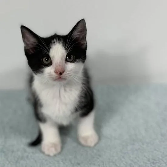 A baby medium-sized male Domestic Short Hair cat named Paparazzi for adoption in Effingham, IL