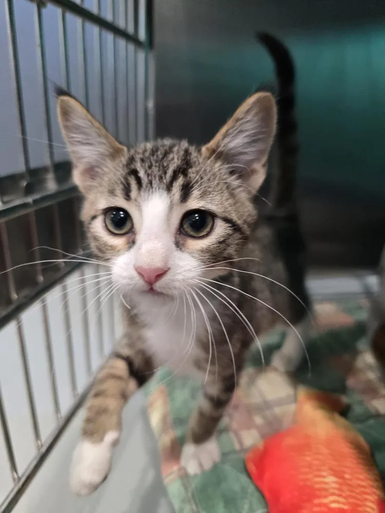 A baby small-sized male Domestic Medium Hair cat named Springer for adoption in Wellington, KS