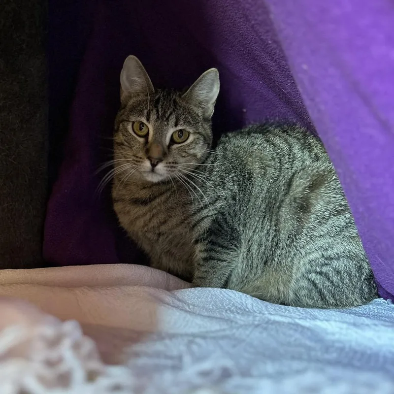 Drumstick W Chipwich  thumbnail 2