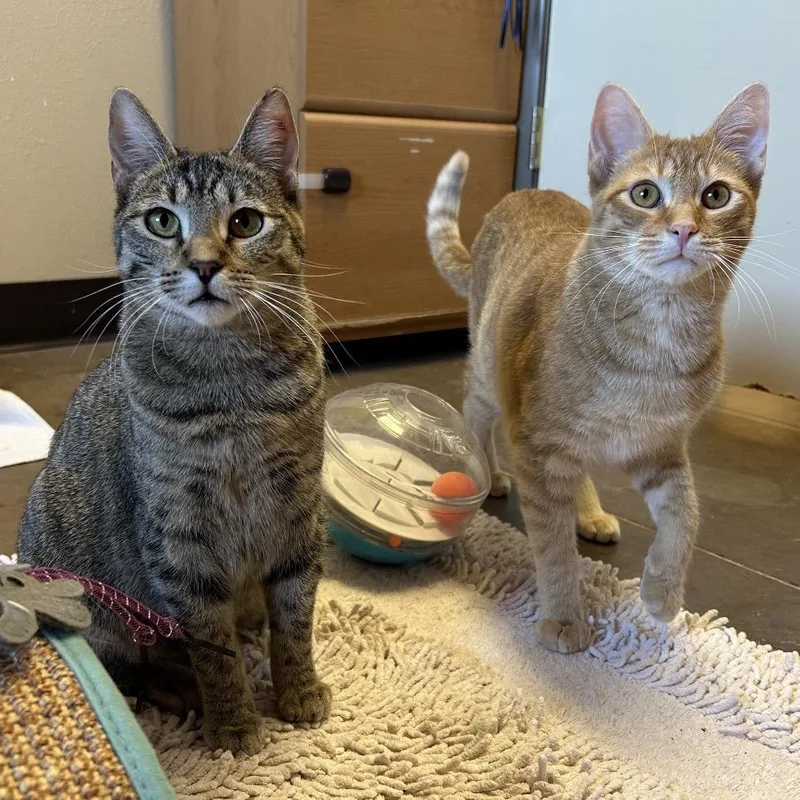 Drumstick W Chipwich  thumbnail 4