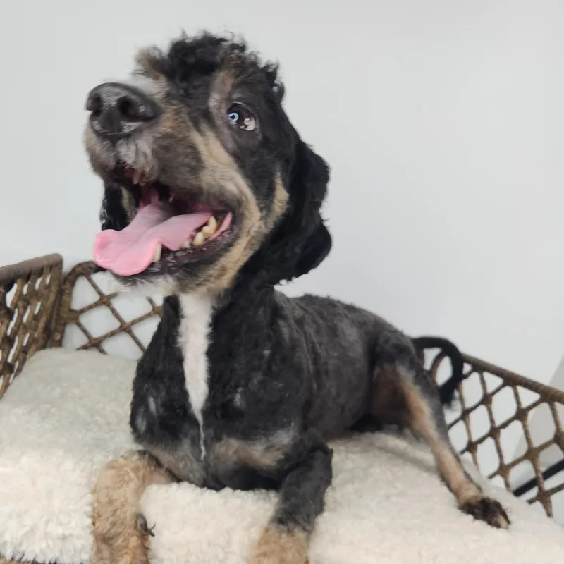 An adult medium-sized male Standard Poodle dog named Koda for adoption in Fort Wayne, IN