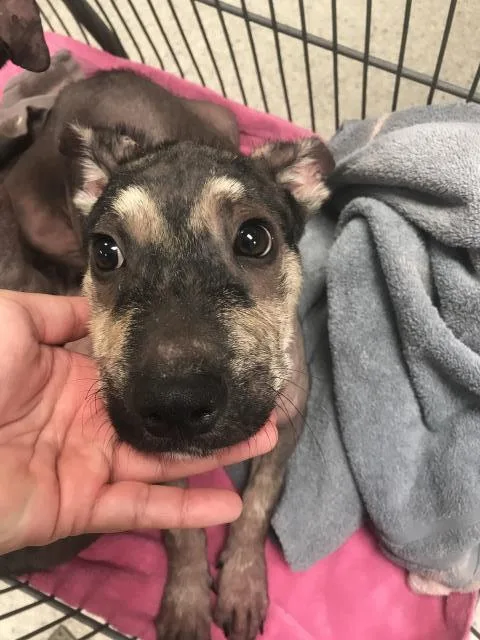 A baby small-sized male Labrador Retriever dog named Scar for adoption in Conroe, TX