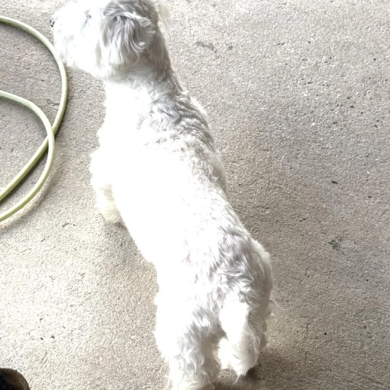 An adult small-sized male Maltese dog named Aiko for adoption in Gulfport, MS