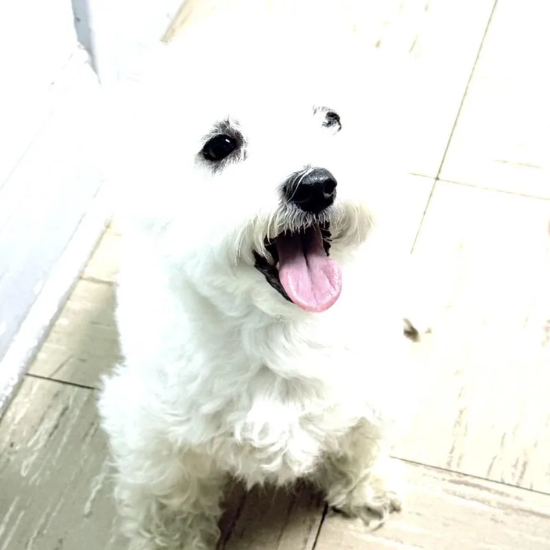 Aiko thumbnail 2