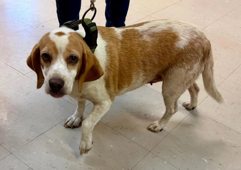 An adult medium-sized female Beagle dog named Lady for adoption in Burnsville, NC