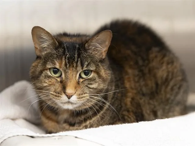 An adult medium-sized female Domestic Short Hair cat named Lemon for adoption in Phoenix, AZ