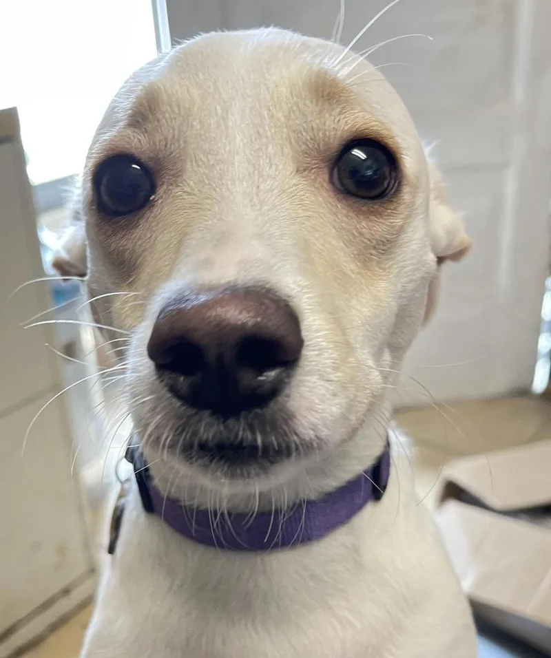 Peanut