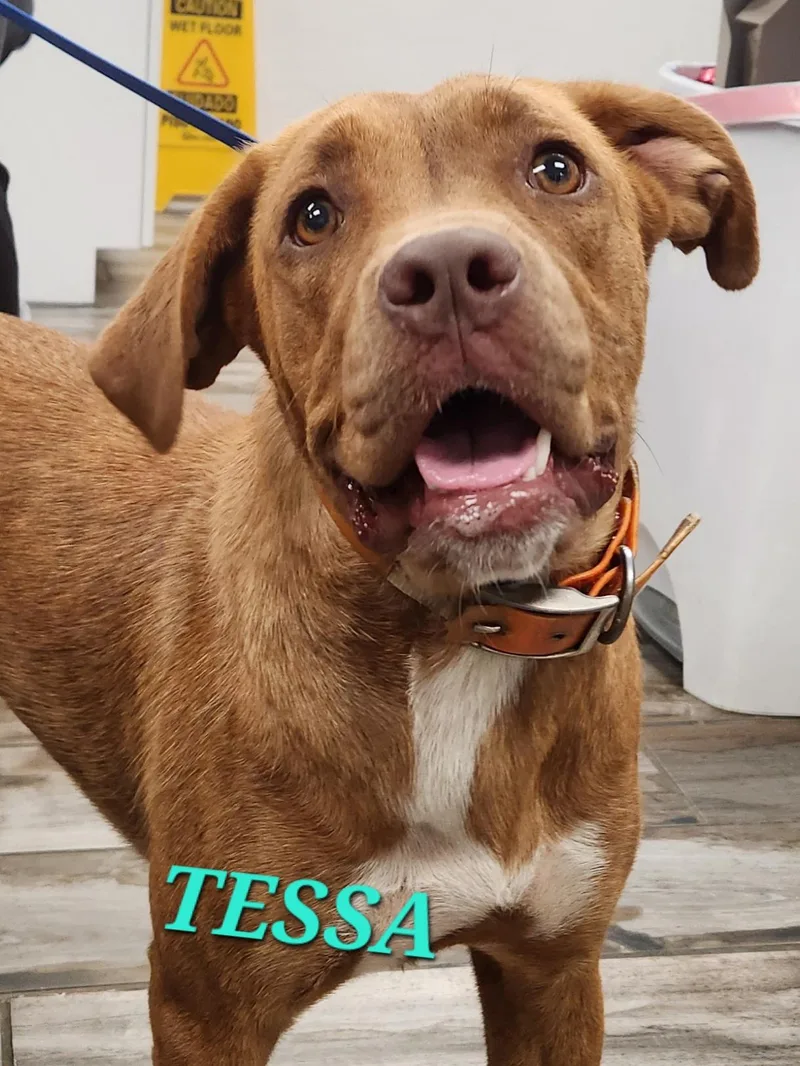 A young medium-sized female Brown / Chocolate Nova Scotia Duck Tolling Retriever dog named Tessa for adoption in Andover, MA