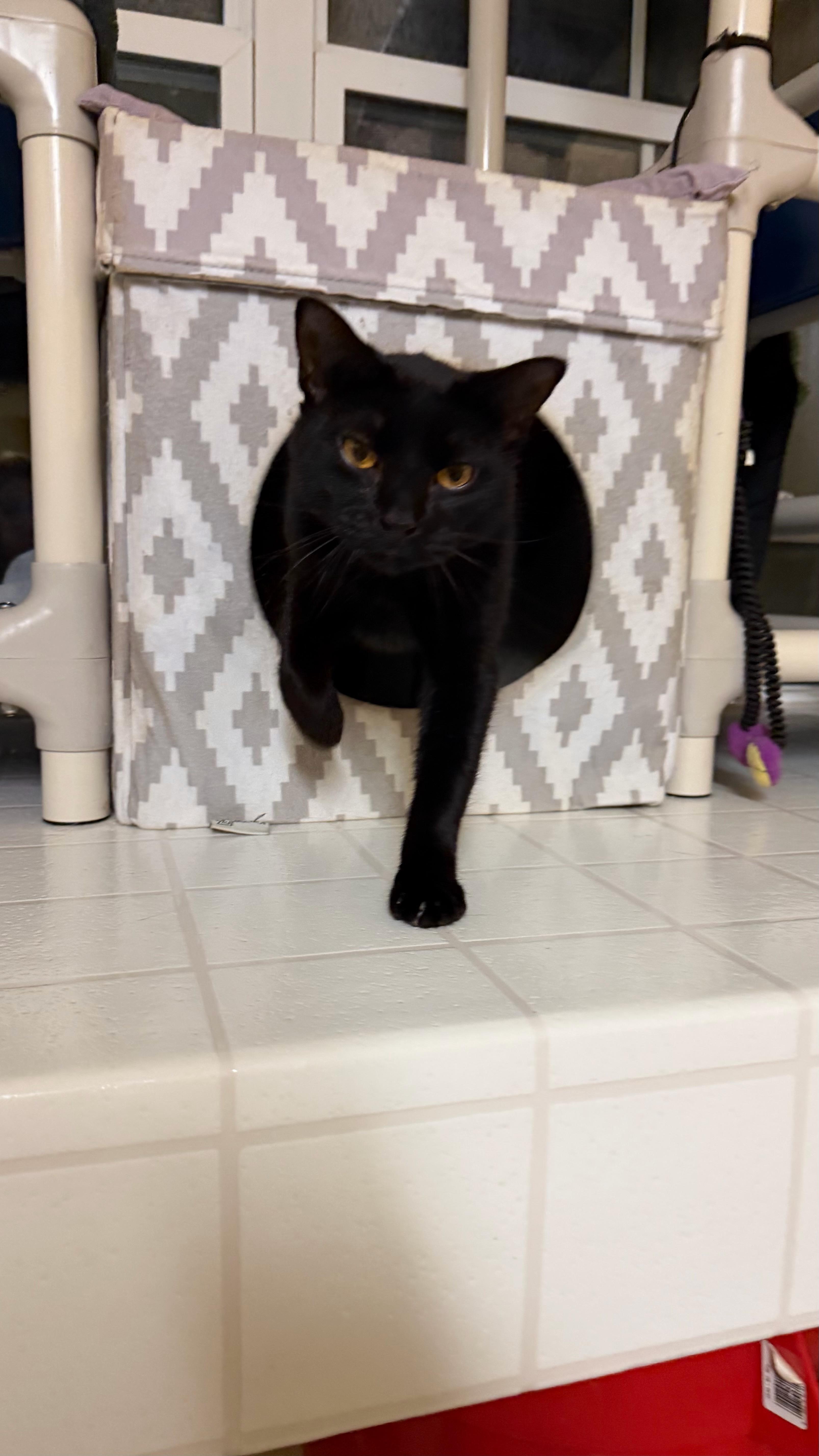 A young medium-sized male Domestic Short Hair cat named Winston for adoption in North East, MD