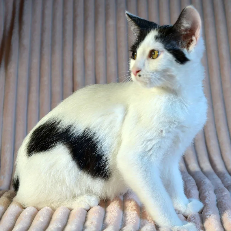 Callaway thumbnail 2