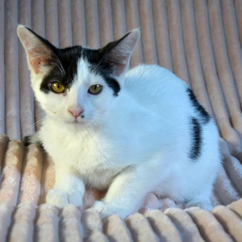 Callaway thumbnail 3