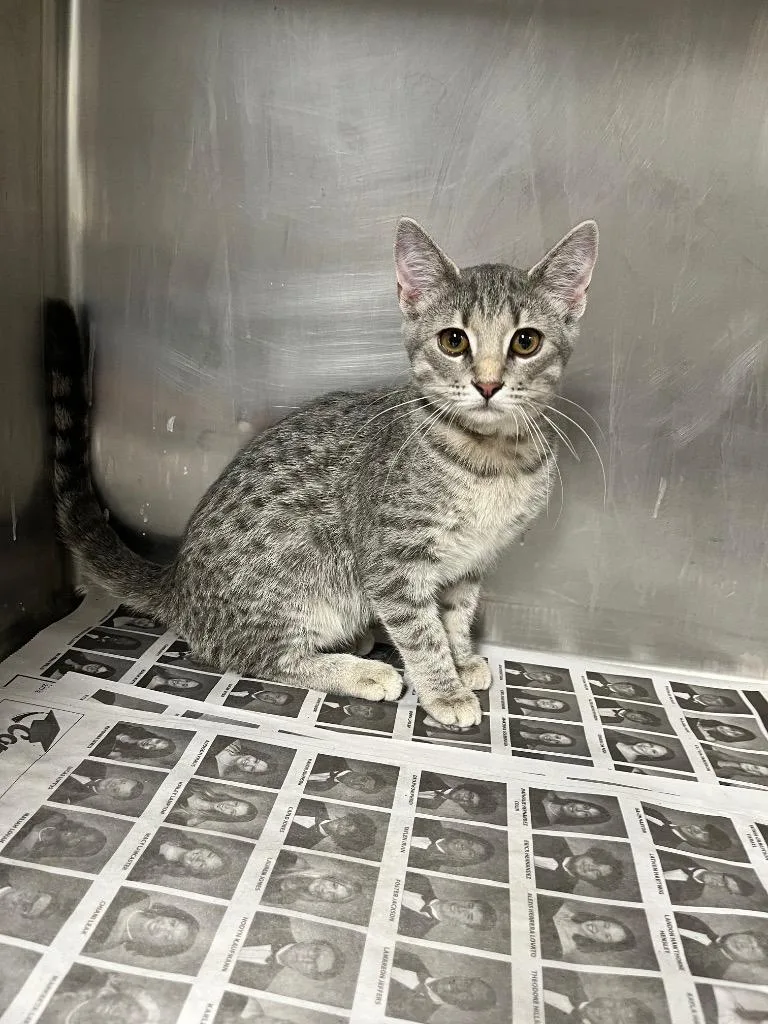 A baby medium-sized female Bengal cat named Buttercup for adoption in Hopkinsville, KY