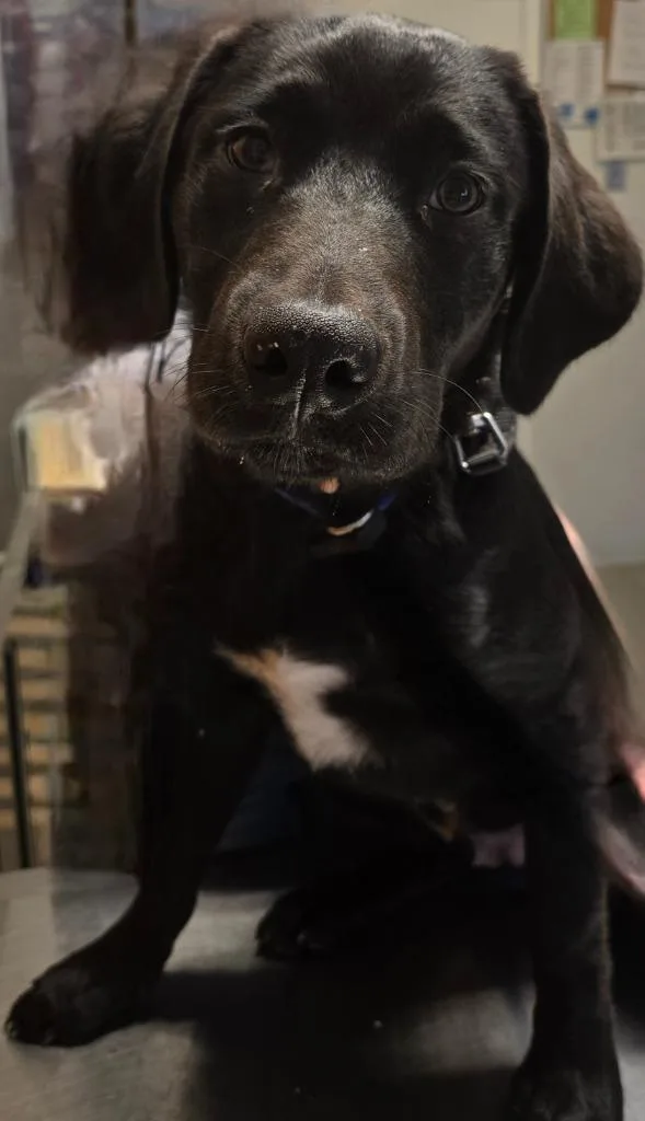 Draco