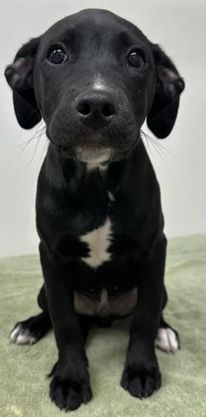 A young medium-sized male Pit Bull Terrier dog named Jake for adoption in Phoenix, AZ