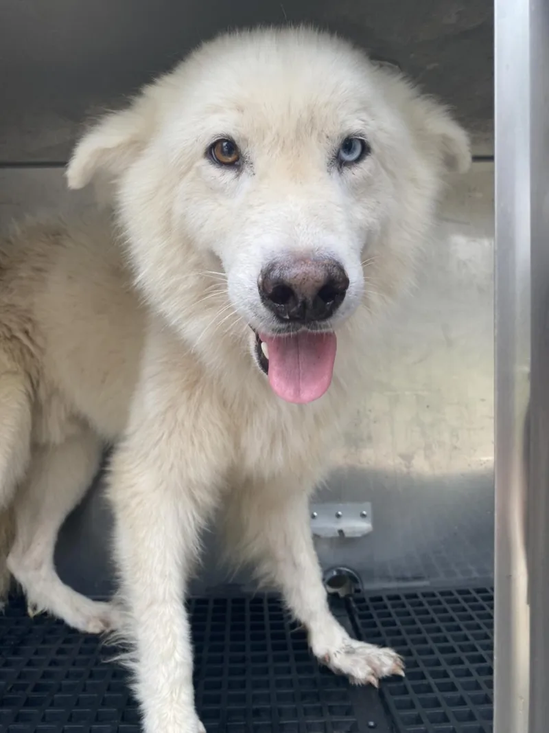 An adult large-sized male Mixed Breed dog named Happy for adoption in Dallas, TX